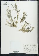 Rorippa pinnata image