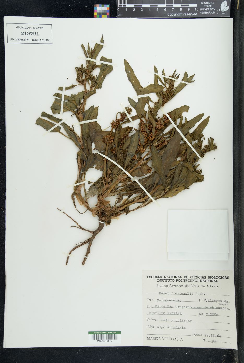 Rumex flexicaulis image