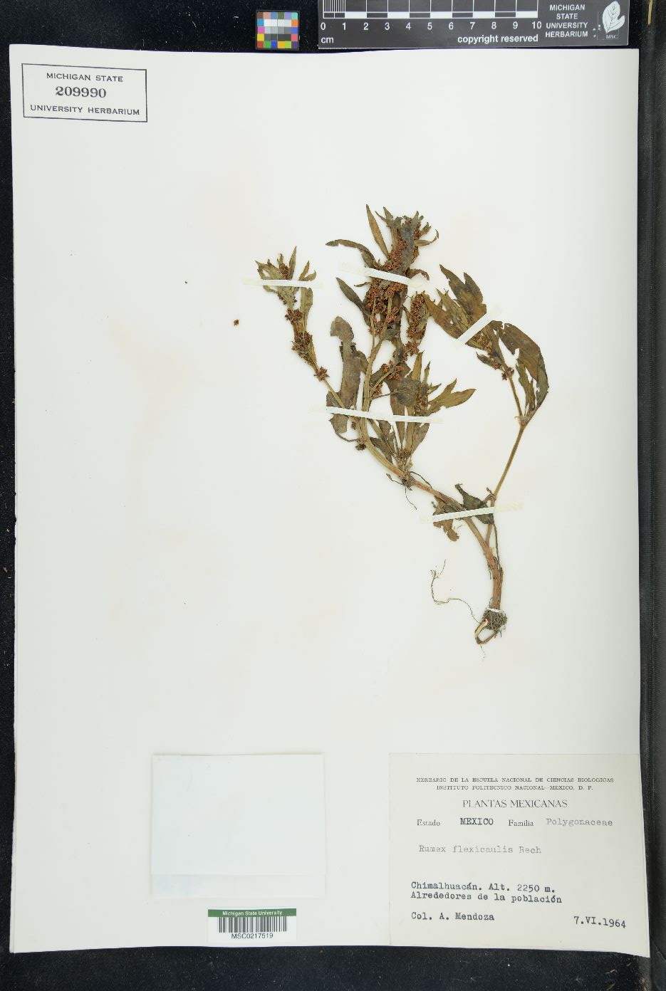 Rumex flexicaulis image