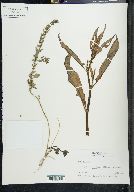 Rumex pulcher image