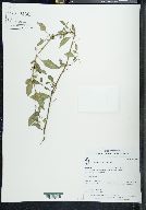 Solanum americanum image