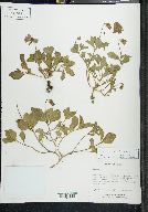 Solanum andrieuxi image