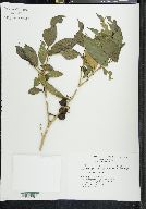 Solanum aphyodendron image