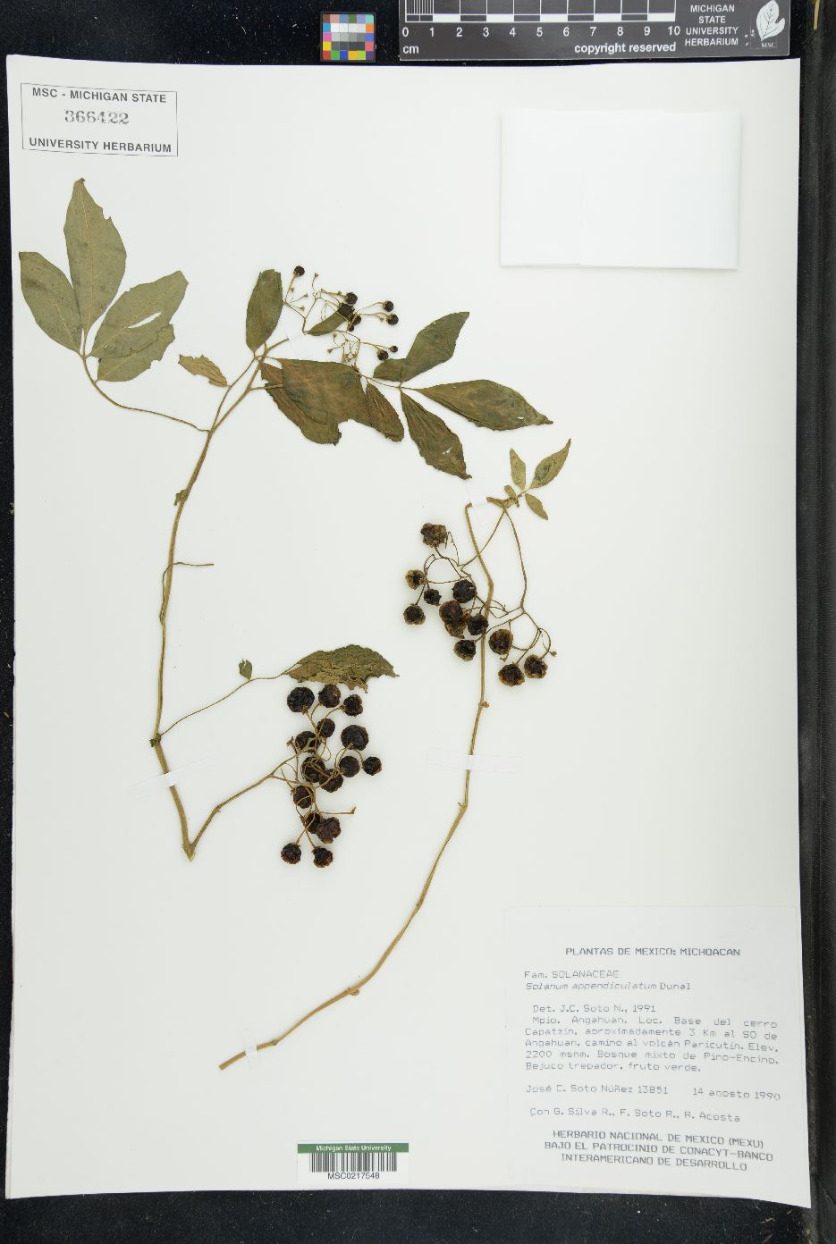 Solanum appendiculatum image