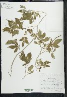 Solanum appendiculatum image