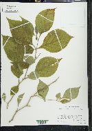 Solanum arrazolense image