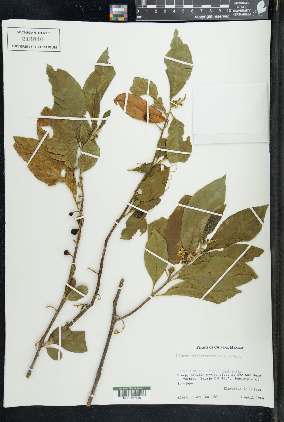 Solanum brachystachys image