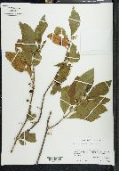 Solanum brachystachys image