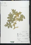 Solanum campechiense image