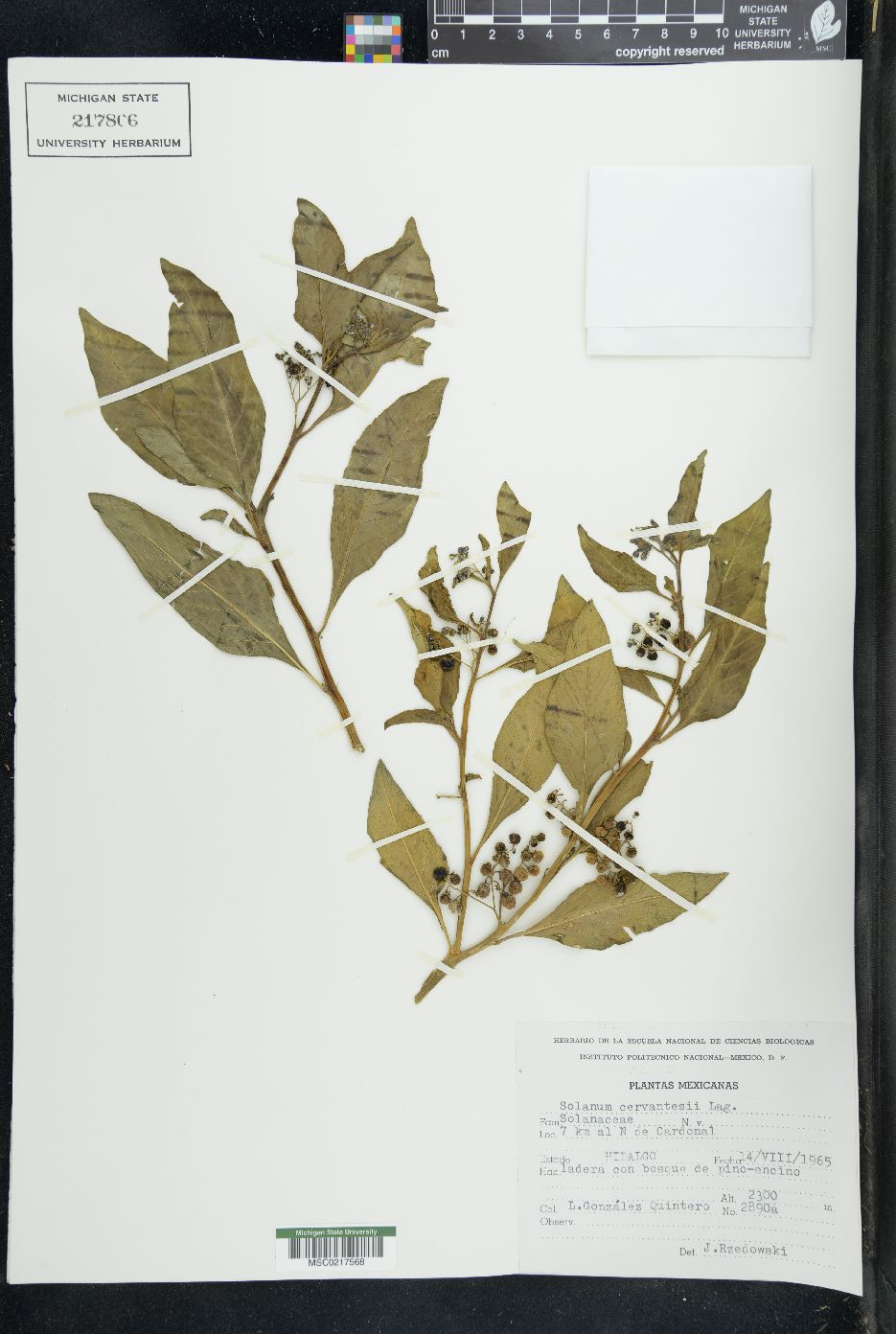 Solanum cervantesii image