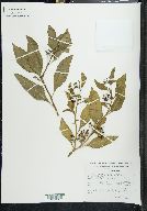 Solanum cervantesii image