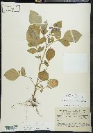 Solanum demissum image