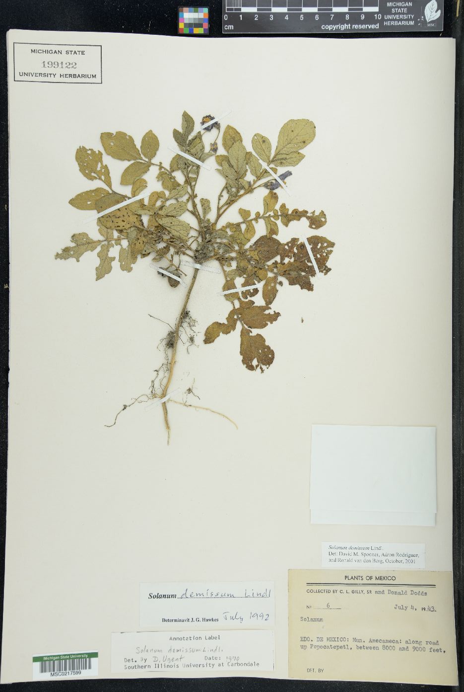 Solanum demissum image