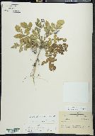 Solanum demissum image