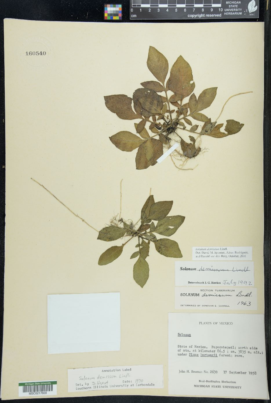 Solanum demissum image