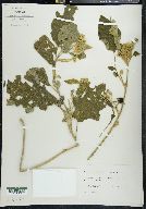 Solanum diversifolium image