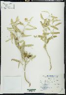 Solanum elaeagnifolium image