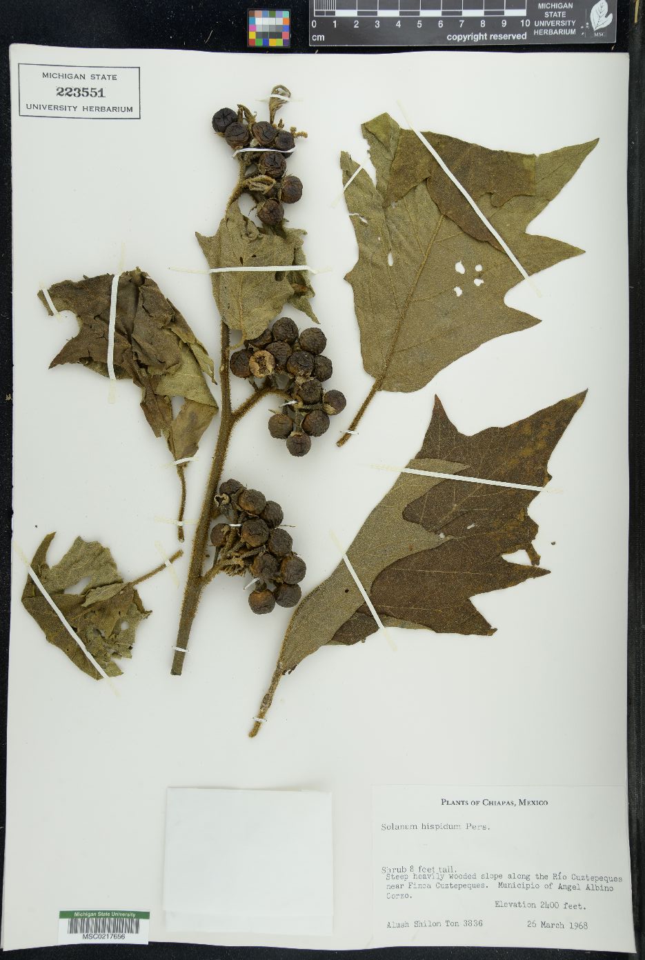 Solanum hispidum image
