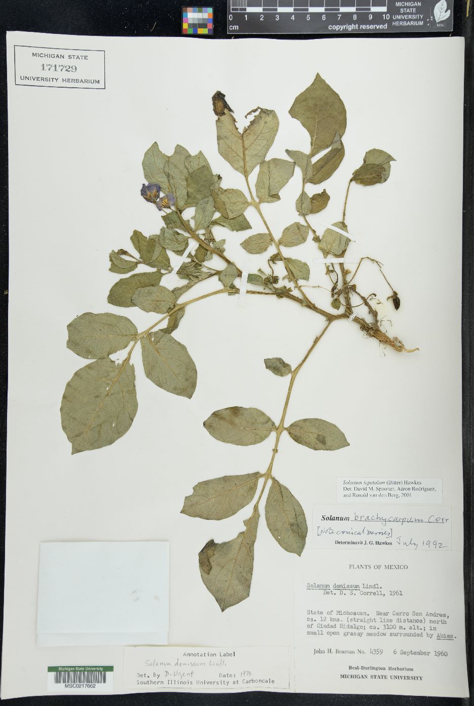 Solanum iopetalum image