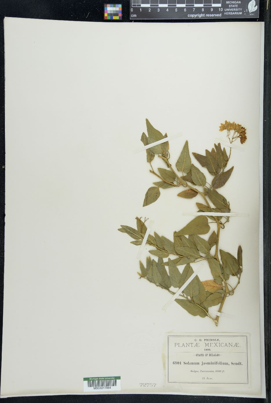 Solanum jasminifolium image