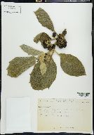Solanum mitlense image