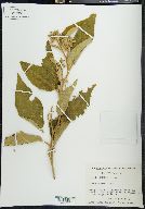 Solanum mitlense image