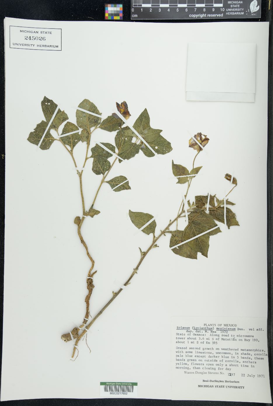 Lycianthes mociniana image