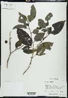 Solanum nudum image