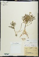 Solanum pinnatisectum image