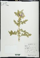 Solanum houstonii image