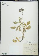 Solanum verrucosum image