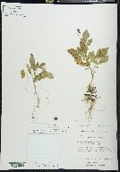 Solanum verrucosum image