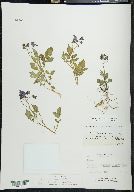 Solanum verrucosum image