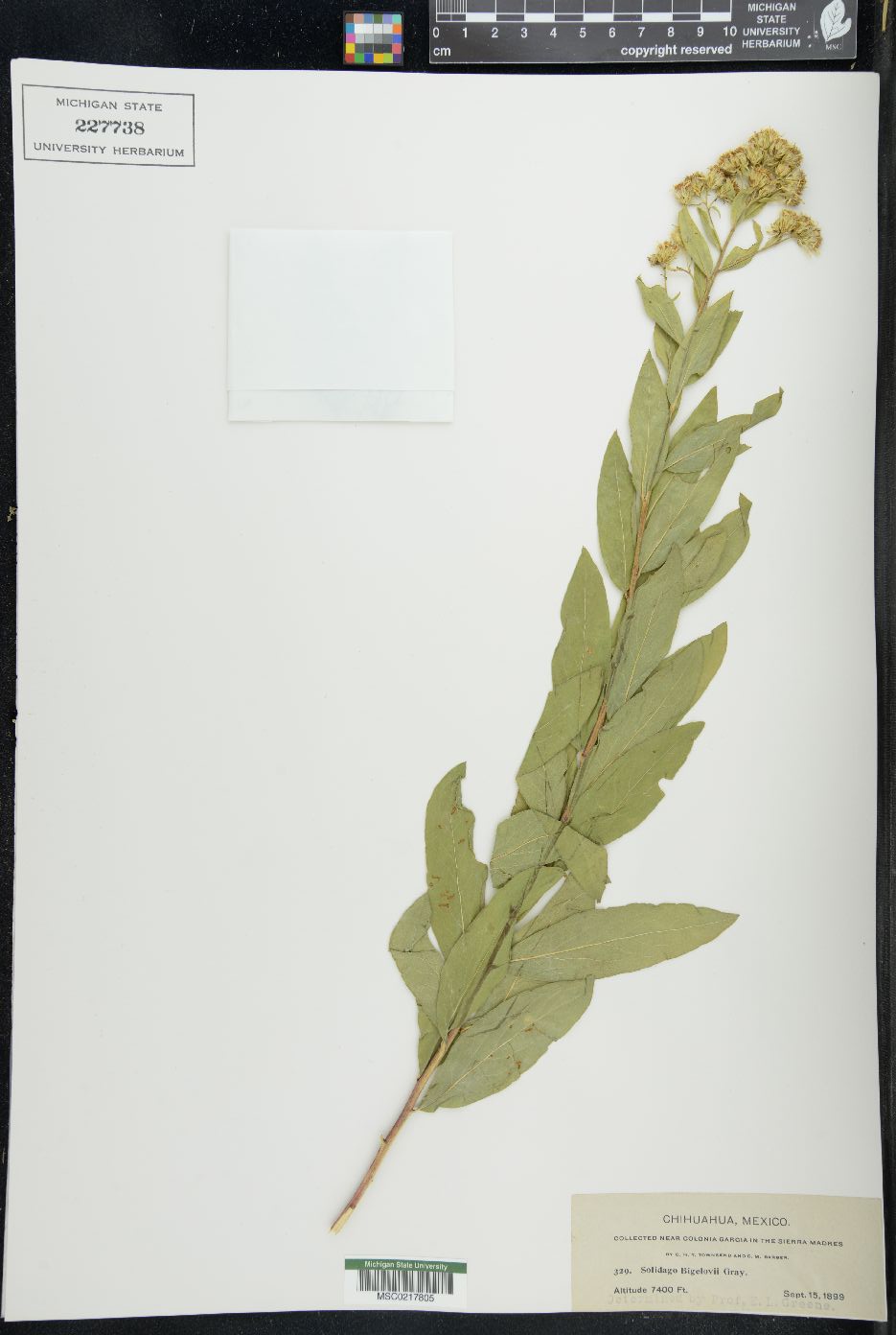Solidago wrightii var. adenophora image