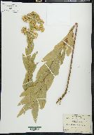 Solidago wrightii var. adenophora image
