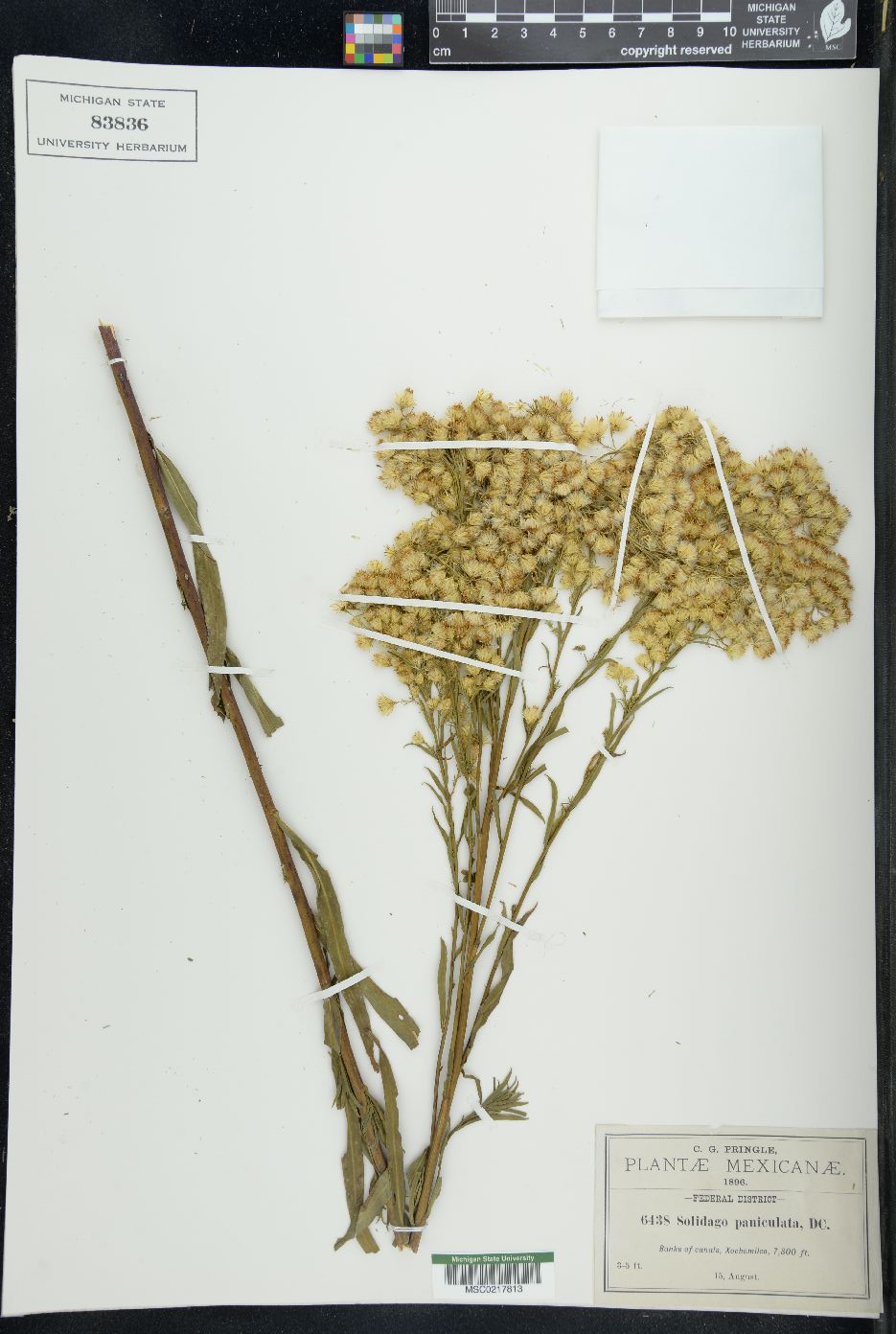 Solidago paniculata image