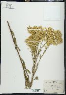 Solidago paniculata image