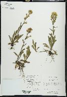 Solidago simplex image