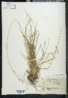 Carex longicaulis image