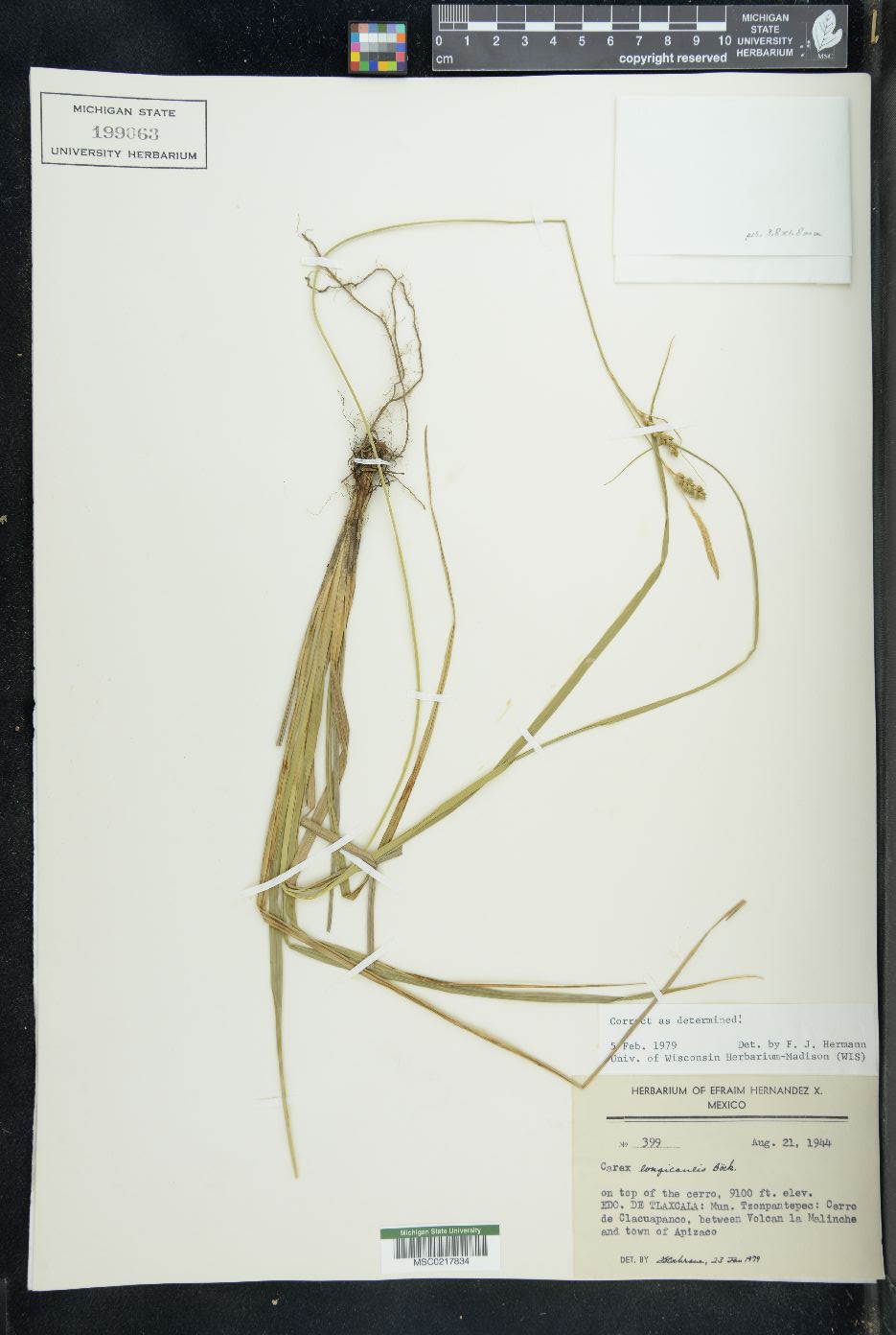 Carex longicaulis image