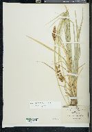 Carex marianensis image