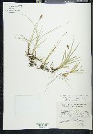 Carex orizabae image