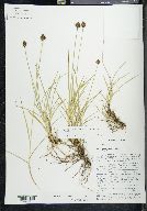 Carex orizabae image