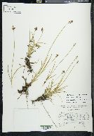 Carex orizabae image