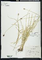 Carex orizabae image