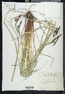 Carex psilocarpa image