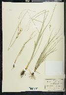 Carex schiedeana image