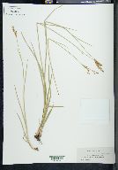 Juncus xiphioides image