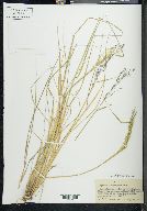 Agrostis ghiesbreghtii image