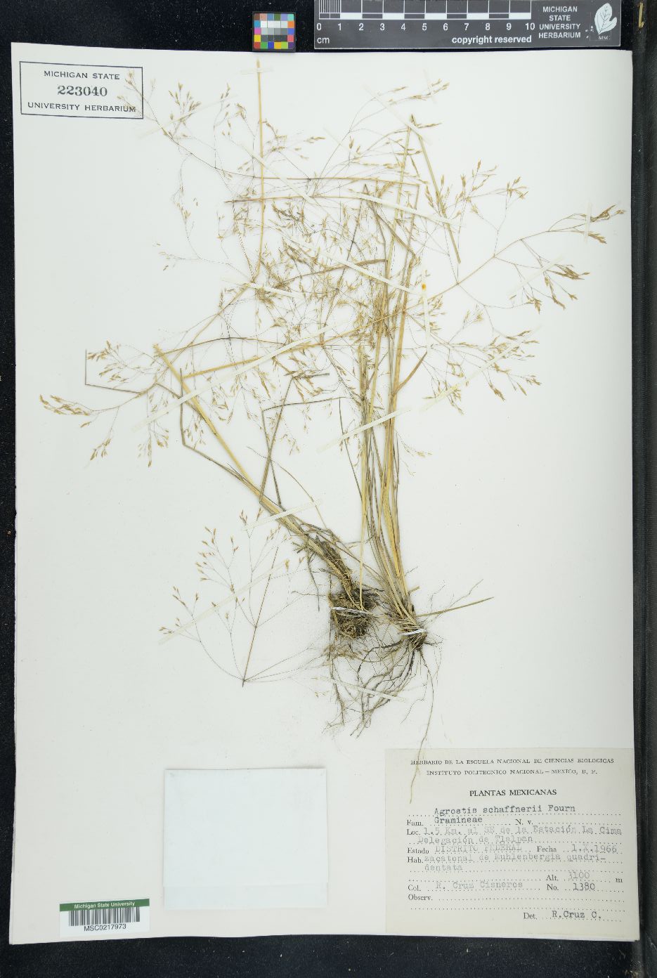 Agrostis schaffneri image